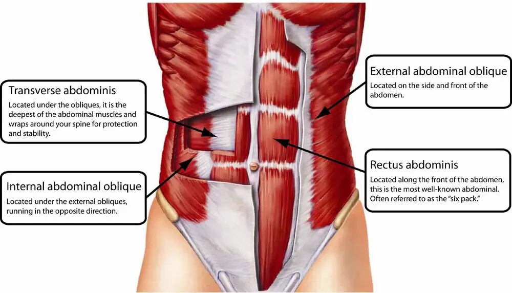 Anatomy of a knee joint